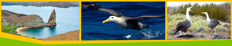 Galápagos Island Hopping Tours – best galapagos tours, galapagos island ...