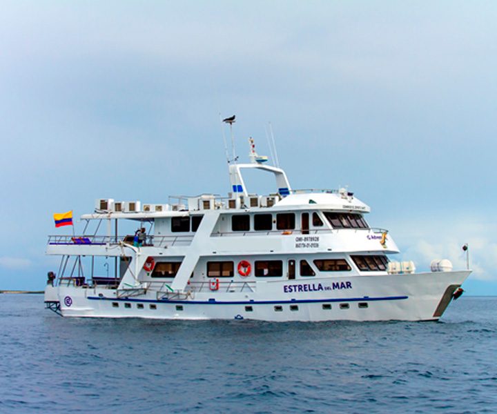 estrella-de-mar-c