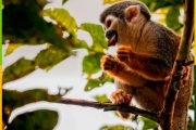 yasuni-national-park-amazon-jungle-ecuador